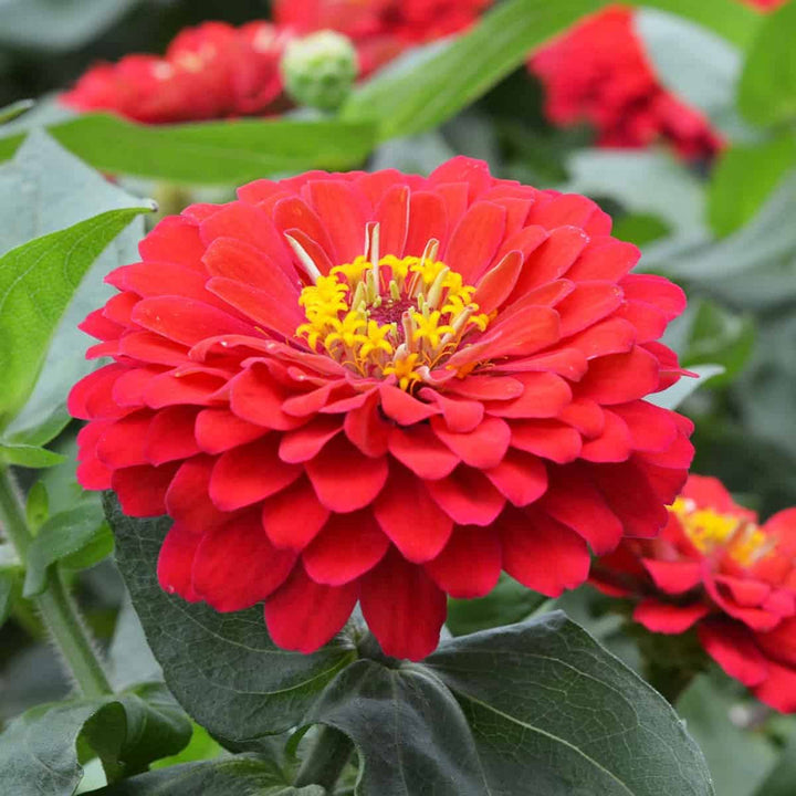 Light Red flower seeds