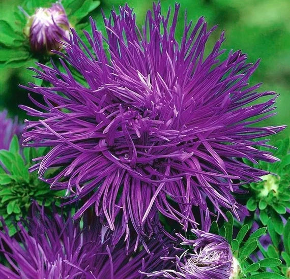 Light Violet flower seeds