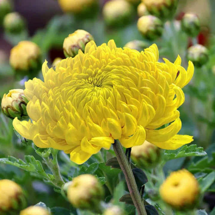 Light Yellow flower seeds