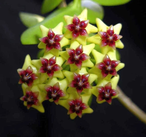 Light Yellow flower seeds