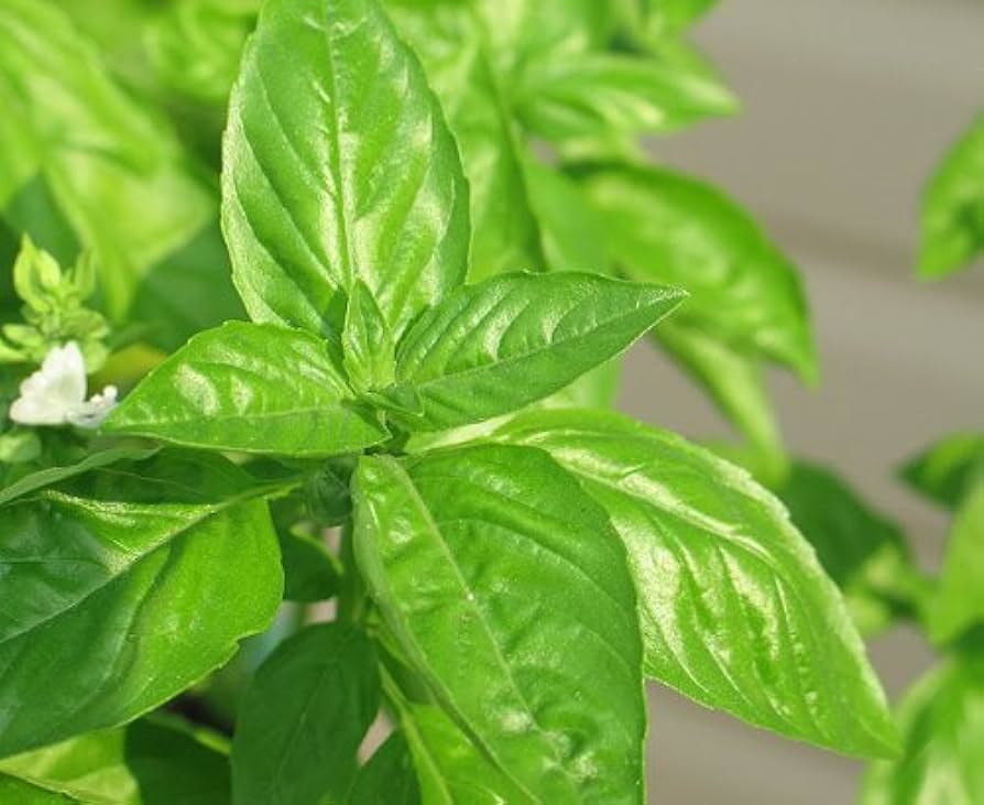 Lime Basil Herb Seeds for Planting – Heirloom Non-GMO Garden Seeds