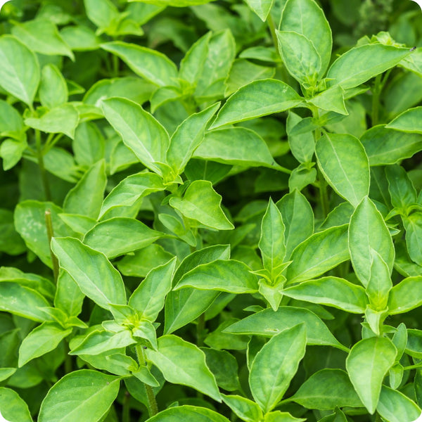 Lime Basil Herb Seeds for Planting – Heirloom Non-GMO Garden Seeds