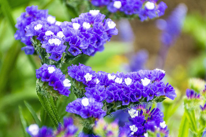 Blue River Statice Flower Seeds for Planting – Heirloom Non-GMO Garden Seeds