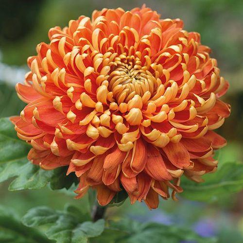 Orange and Red Chrysanthemum Flower Seeds for Planting – Heirloom Non-GMO Garden Seeds