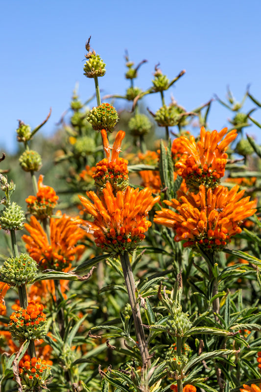 Klip Dagga Flower Seeds for Planting – Heirloom Non-GMO Garden Seeds