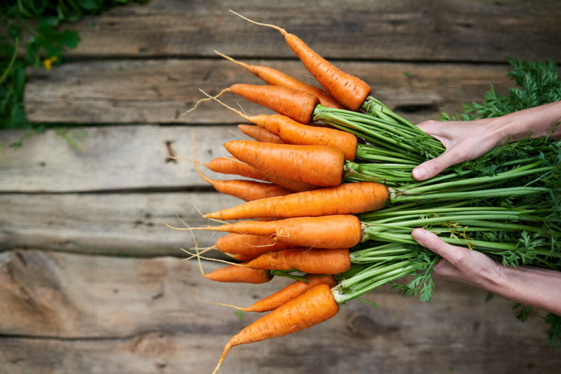 Little Finger Carrot Seeds for Planting – Heirloom Baby Carrot Seeds