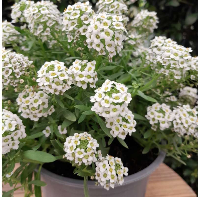 Lobularia flower seeds