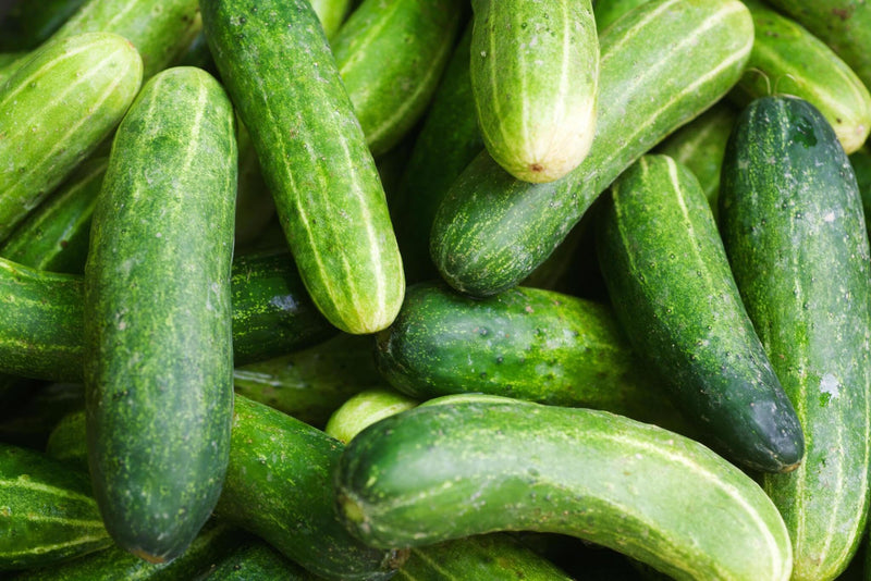 Poona Kheera Cucumber Seeds for Planting – Heirloom Non-GMO Garden Seeds