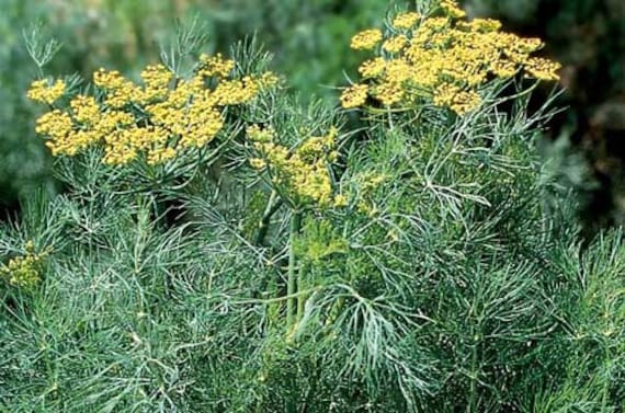 Long Island Mammoth Dill Herb Seeds for Planting – Heirloom Non-GMO Garden Seeds