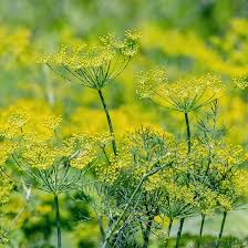 Tall Long Island Mammoth Dill Growing in Herb Garden