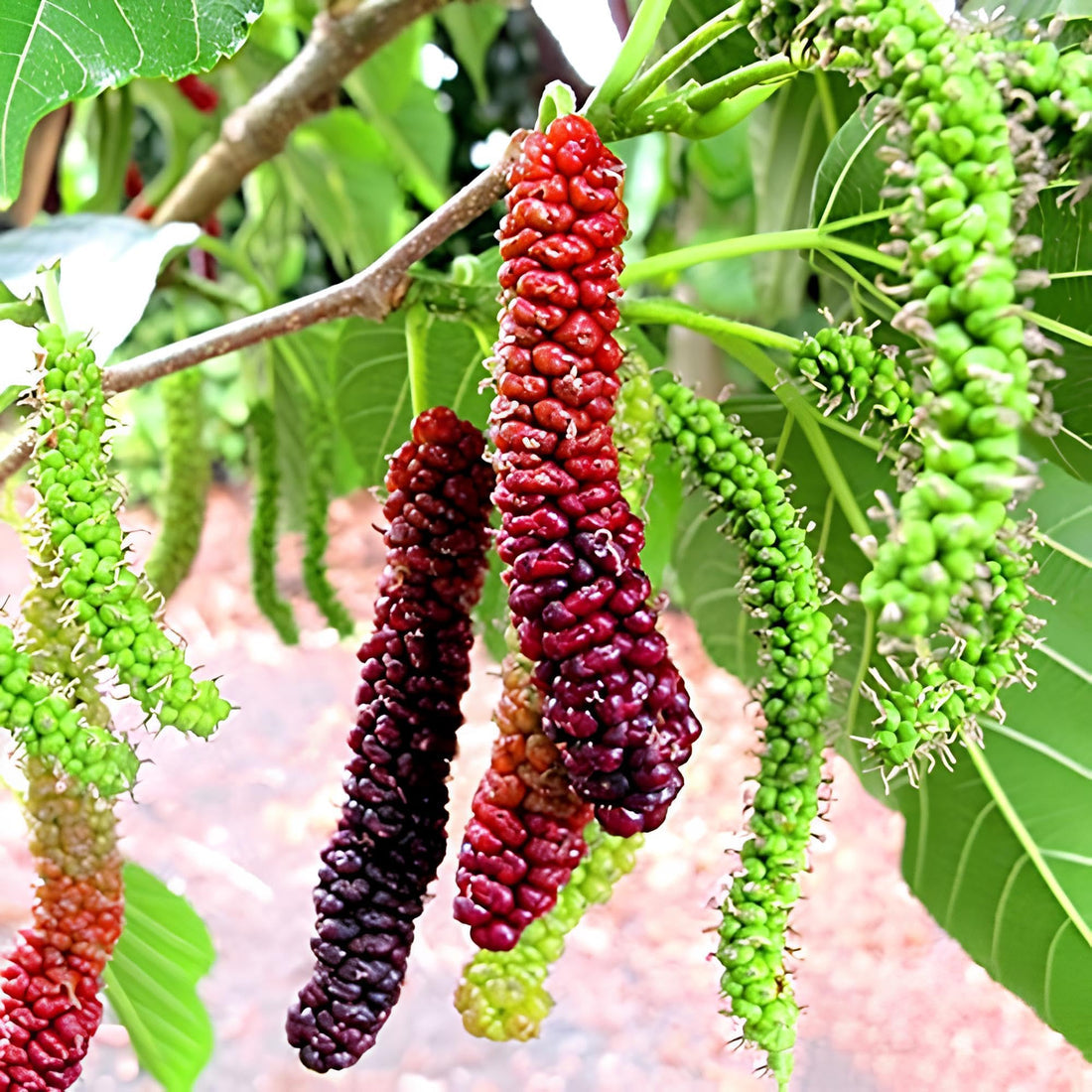 long mulberry seeds