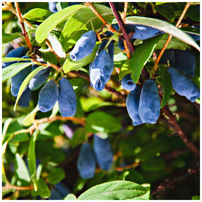 honeyberry seeds