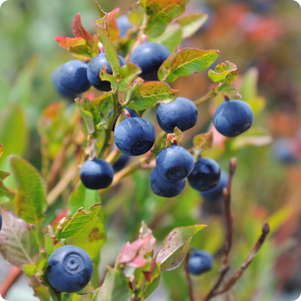 low bush blueberry seeds