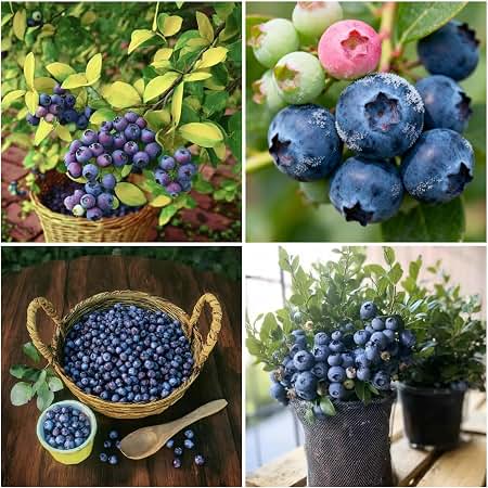 Lowbush Blueberry Fruit Seeds for planting with blue berries and green foliage