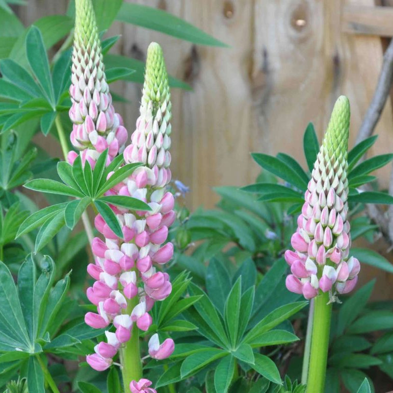 & White Lupine plant