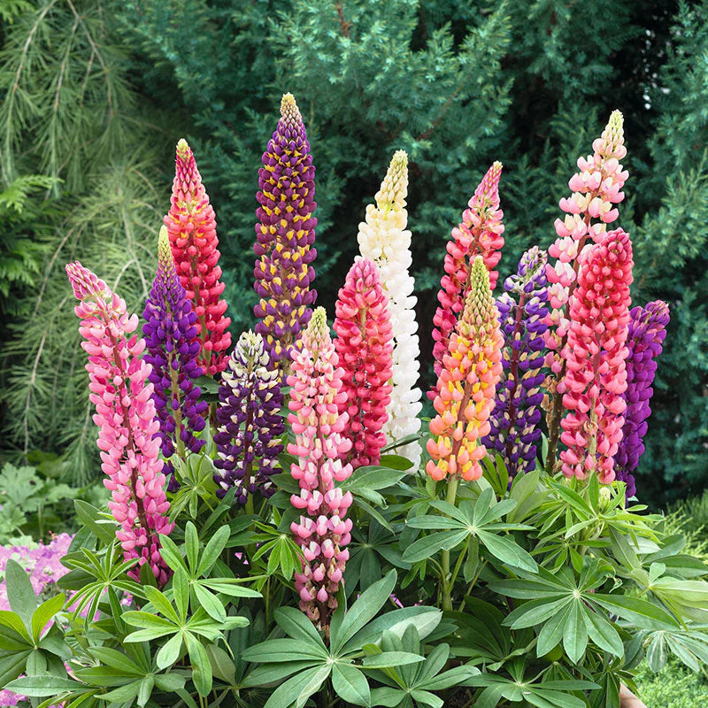 Russell Lupine flower seeds