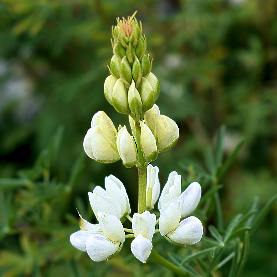 Lupinus Albus flower seeds