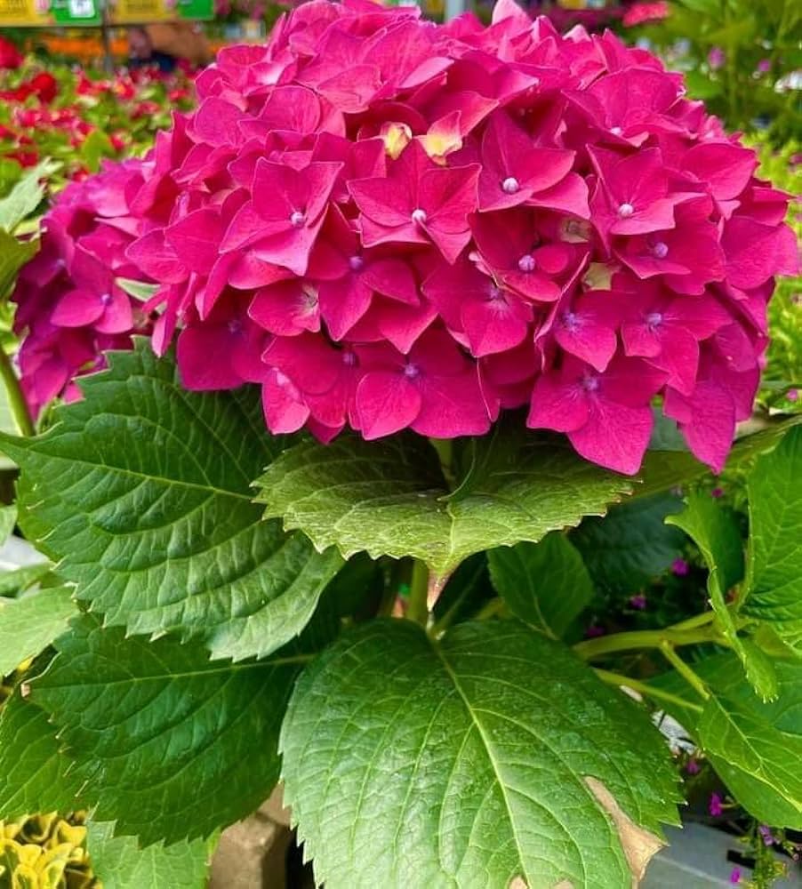 Deep Pink flower seeds