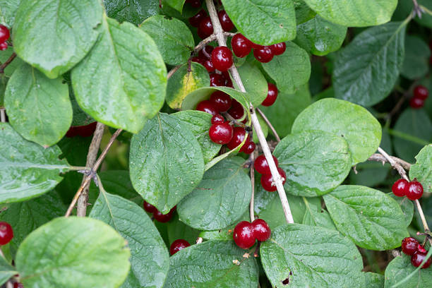 Wolfberry fruit seeds for planting with mature Lycium barbarum berries and foliage