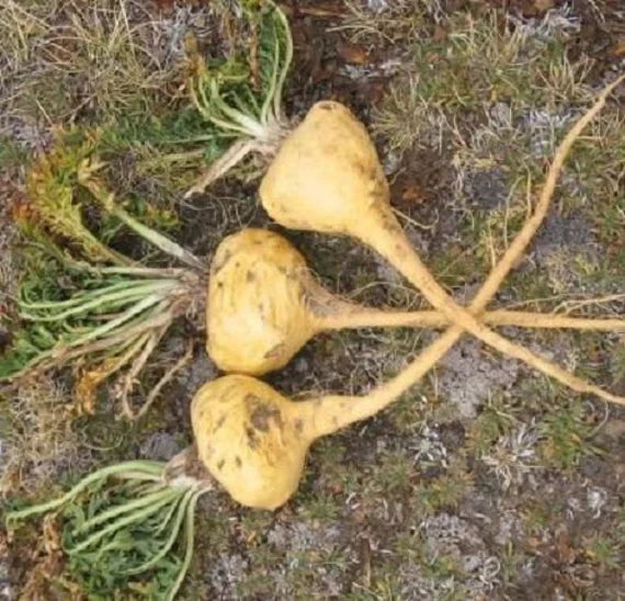 Maca Seeds for Planting – Heirloom Non-GMO Garden Seeds