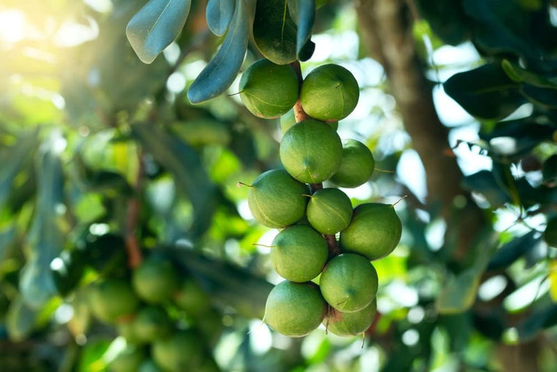 Macadamia Nut Tree Seeds for Planting – Heirloom Non-GMO Garden Seeds