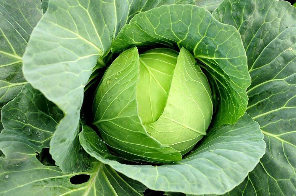 Macaroni Cabbage Seeds