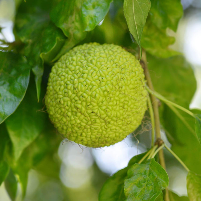 Maclura Fruit Seeds for Planting – Heirloom Non-GMO Garden Seeds