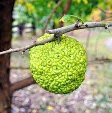 Maclura Fruit Seeds for Planting – Heirloom Non-GMO Garden Seeds