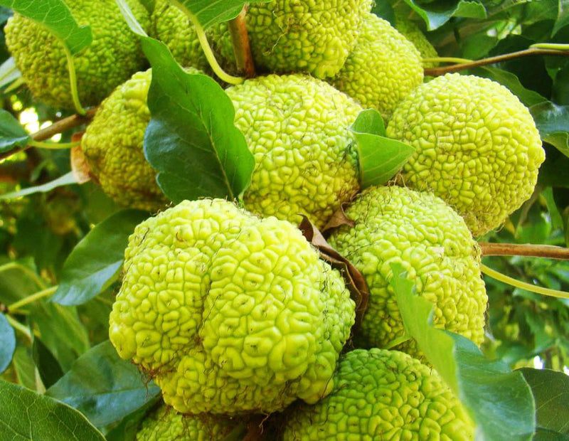 Yellow Maclura Fruit Seeds for Planting – Heirloom Non-GMO Garden Seeds