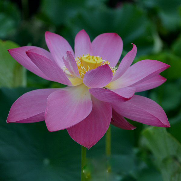 Maggie Bell Slocum lotus seeds for planting, an ornamental lotus variety for water gardens with pink-toned flowers and rounded green leaves.