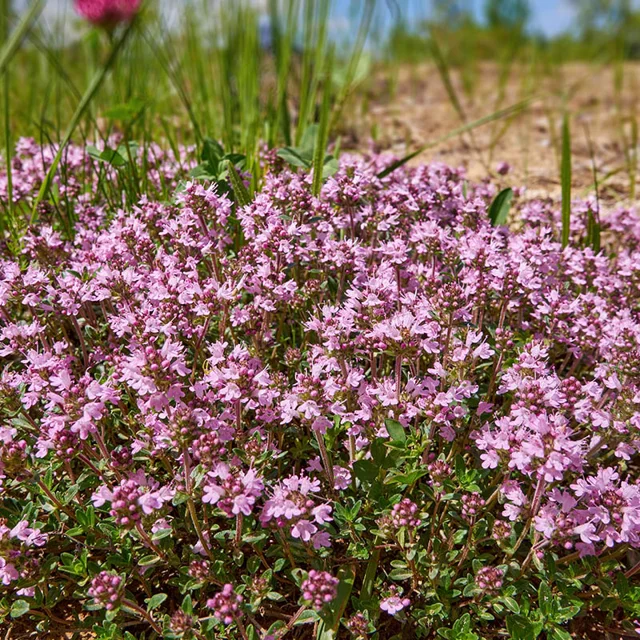 Magic Carpet Thyme Herb Seeds for Planting – Heirloom Non-GMO Garden Seeds