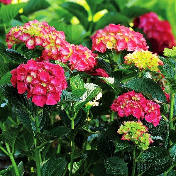 Red and Yellow Hydrangea Flower Seeds for Planting – Heirloom Non-GMO Garden Seeds