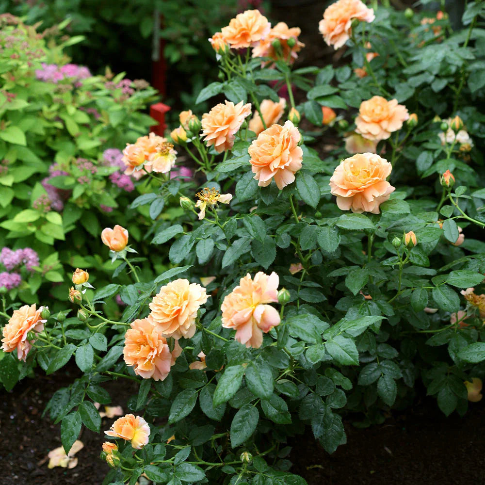 Majestic Climbing flower seeds