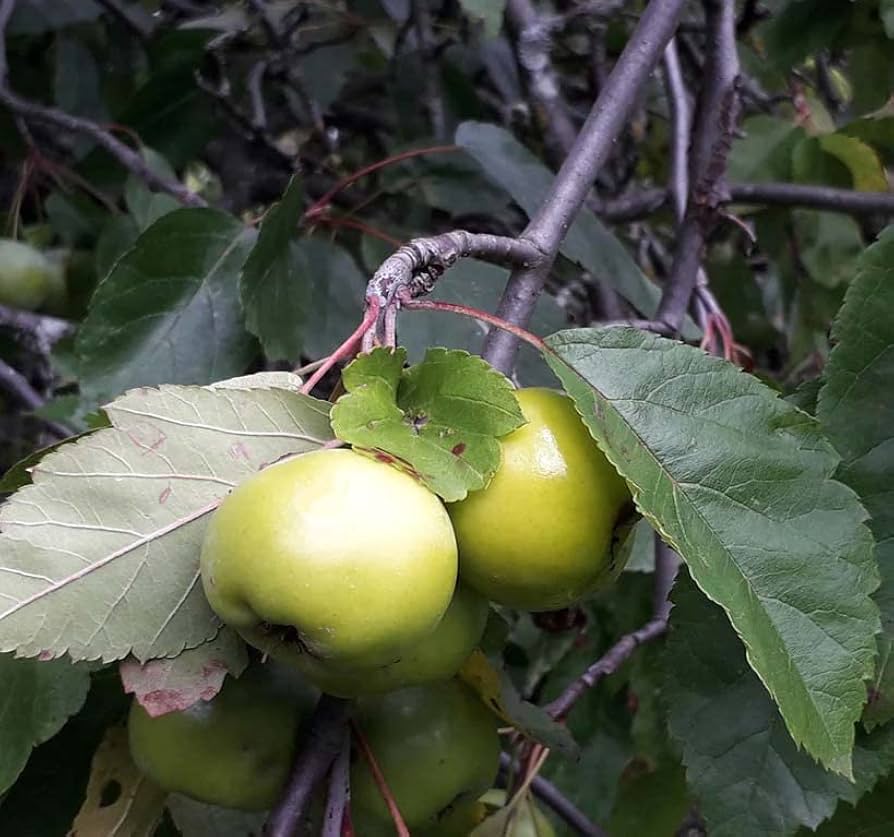 prairie crabapple seeds