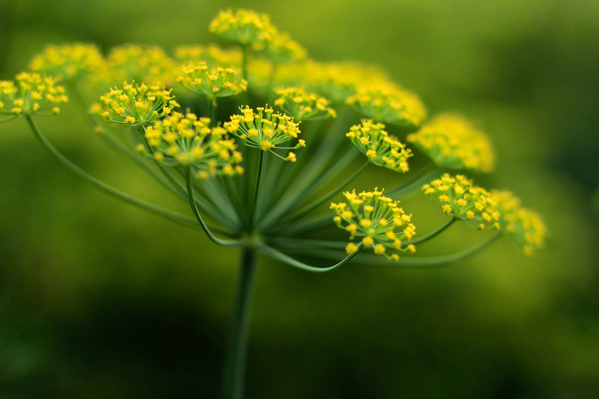 Mammoth Dill herb seeds for planting with tall green feathery dill foliage and yellow flower umbels