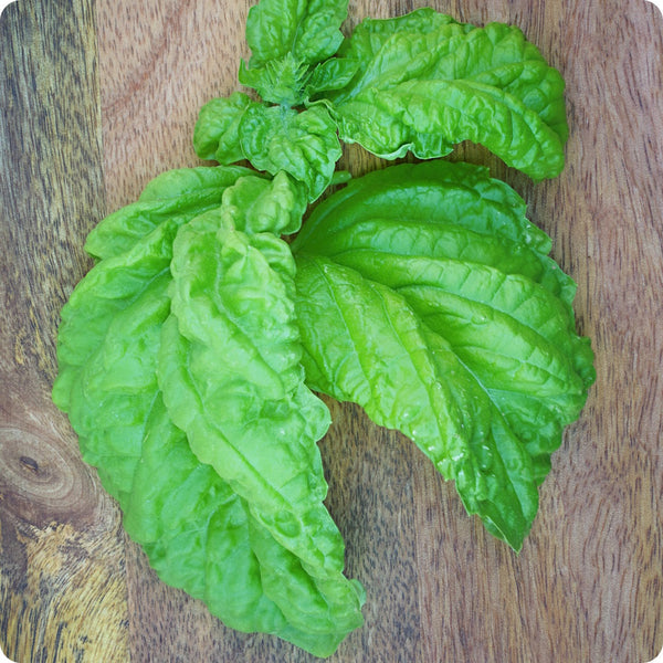 Mammoth Leaf Basil Herb Seeds for Planting – Heirloom Non-GMO Garden Seeds