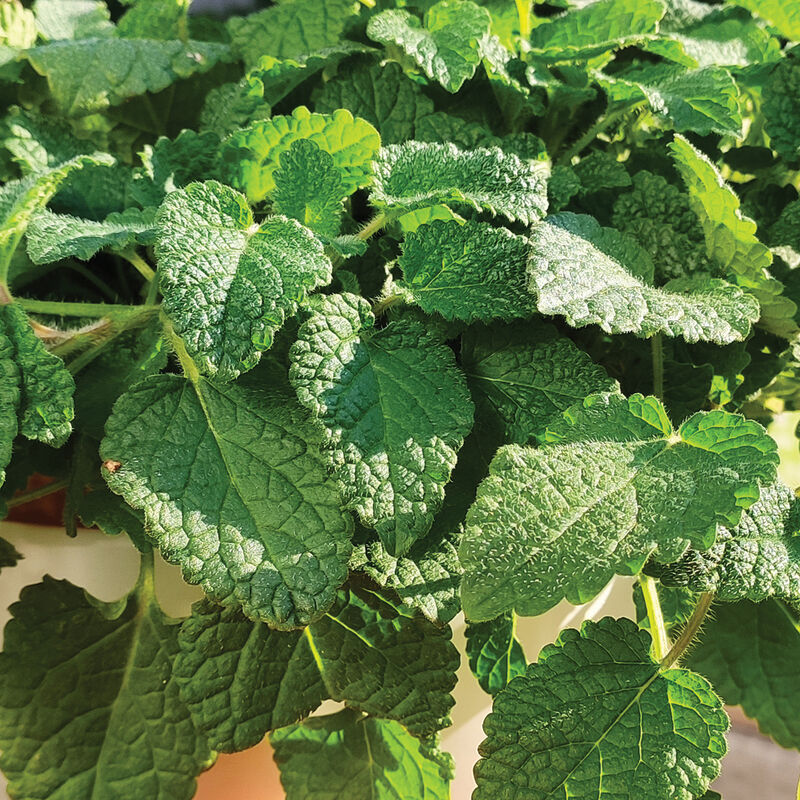 Mandarina Lemon Balm Herb Seeds for Planting – Heirloom Non-GMO Garden Seeds