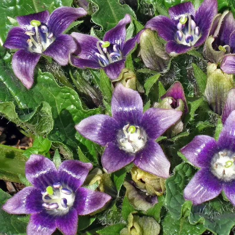 Mandragora flower seeds