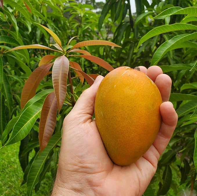Mango Mangifera indica Fruit Seeds for Planting – Heirloom Non-GMO Mango Tree Seeds