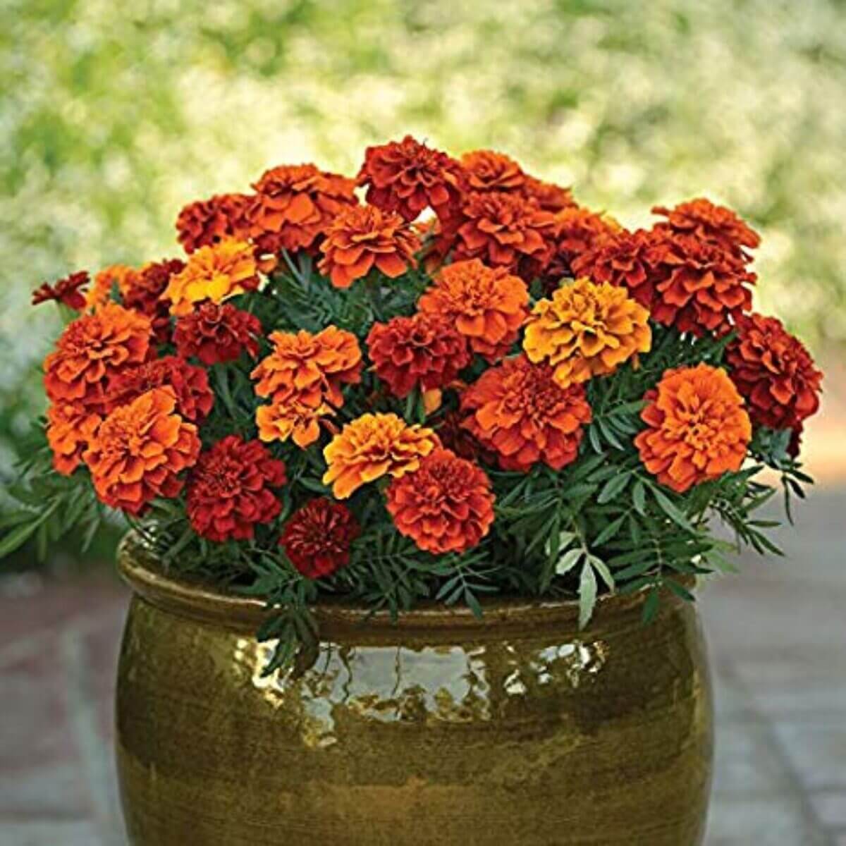 French Fireball Marigold plant