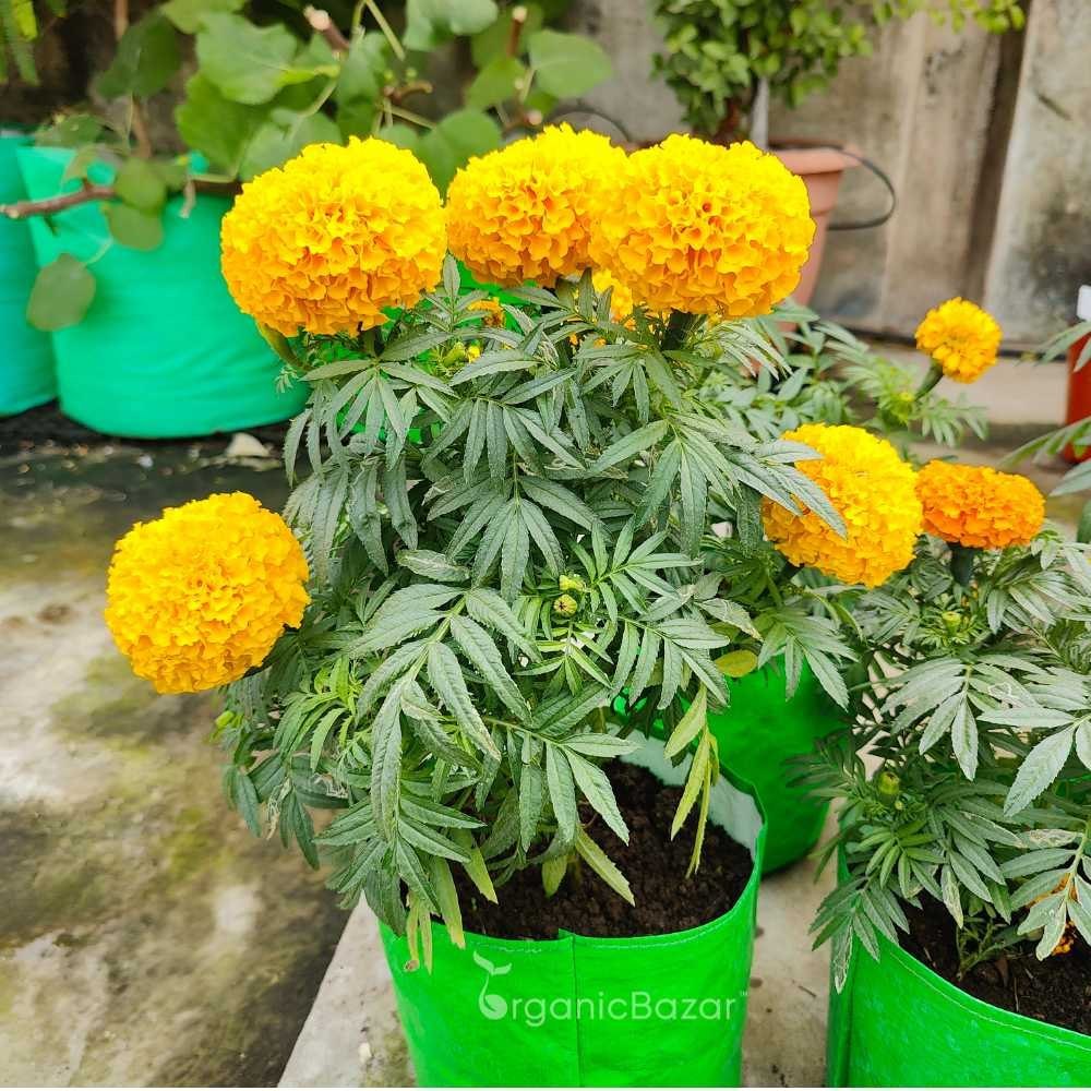 Outdoor Marigold plant