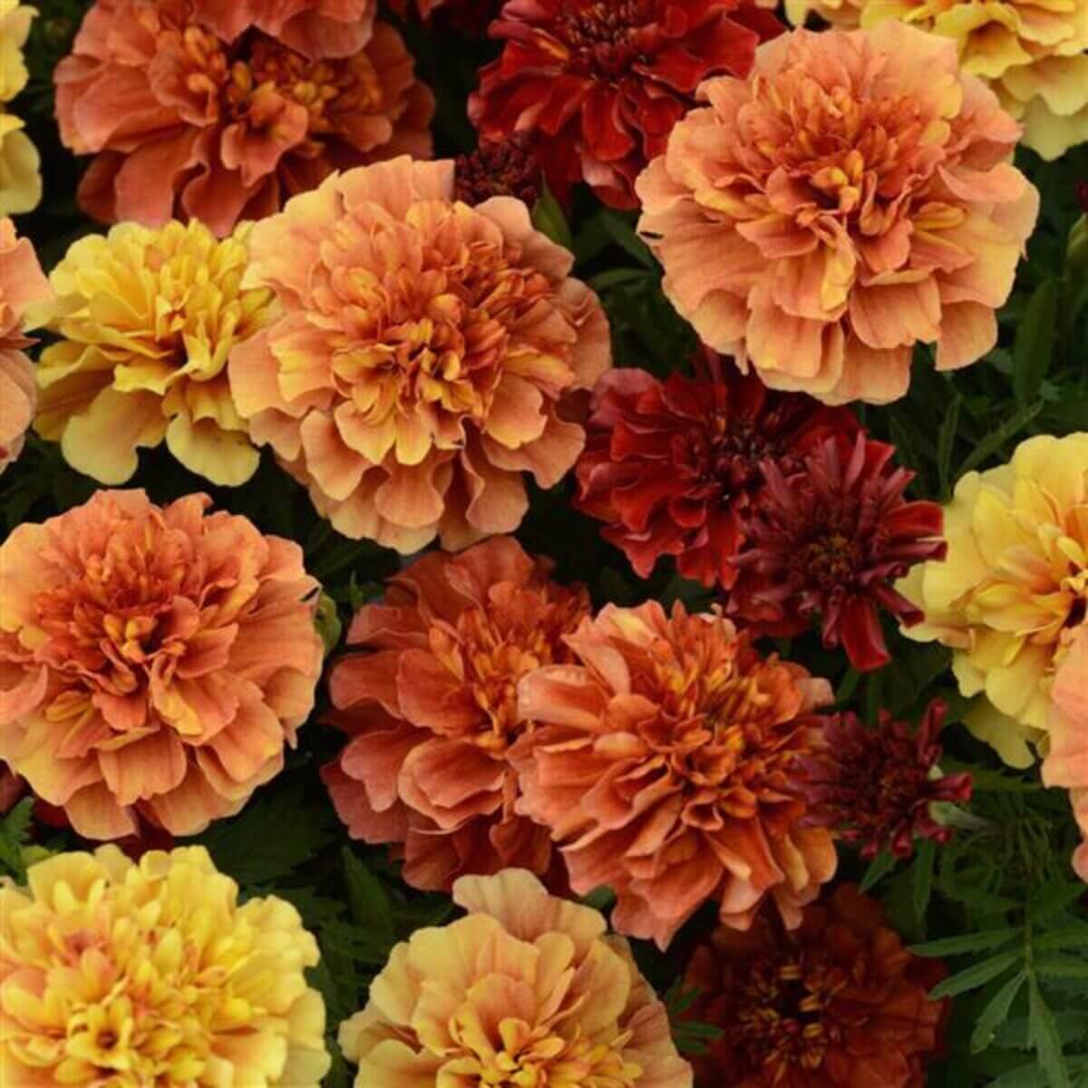Strawberry Blonde Marigold plant