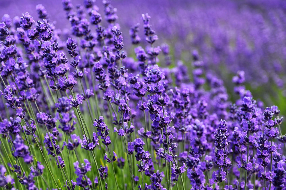 Provence Lavender flower seeds