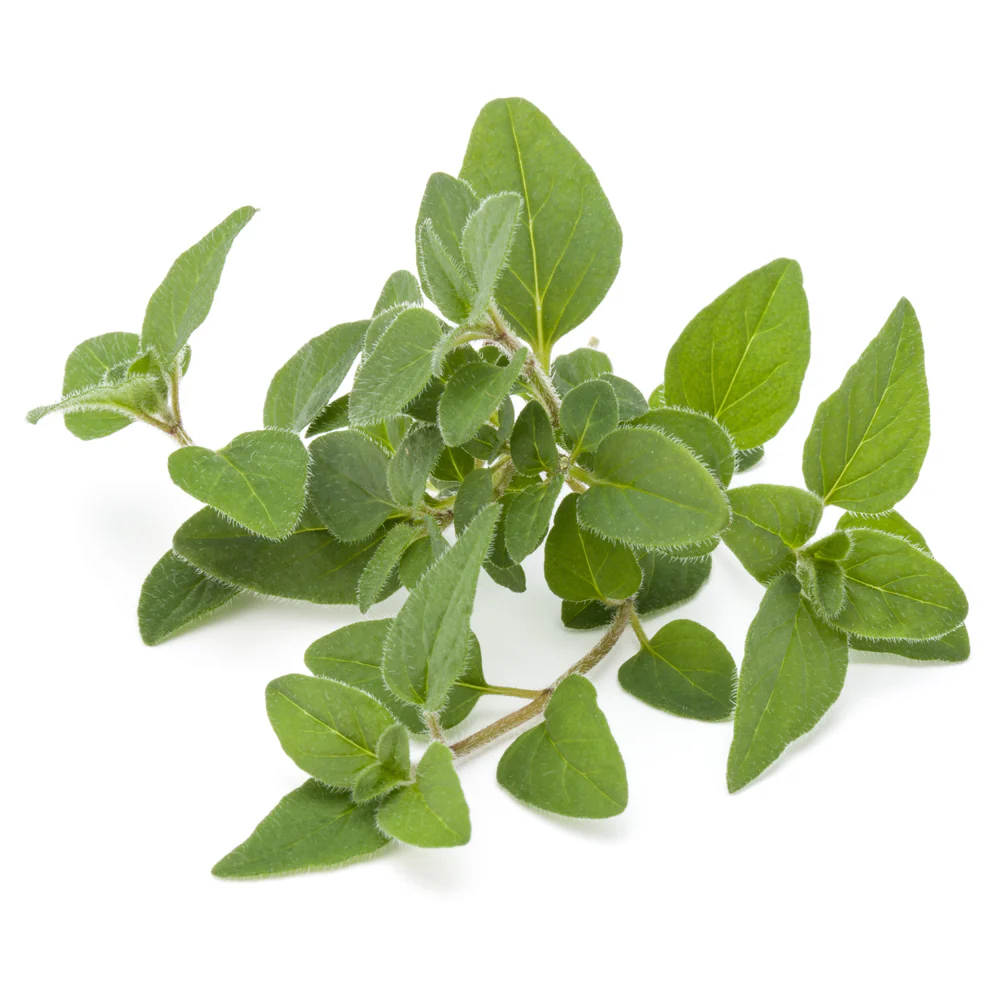 Marjoram Herb Seeds for Planting – Heirloom Non-GMO Garden Seeds
