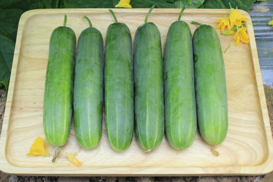 Marketmore Slicing Cucumber Vegetable Seeds for Planting – Heirloom Non-GMO Garden Seeds