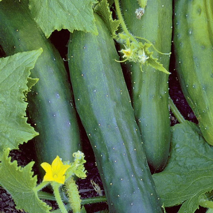 Marketmore Cucumber Seeds
