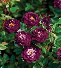 Maroon Climbing Rose Growing Along Garden Fence