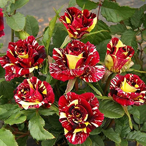 Maroon Yellow flower seeds
