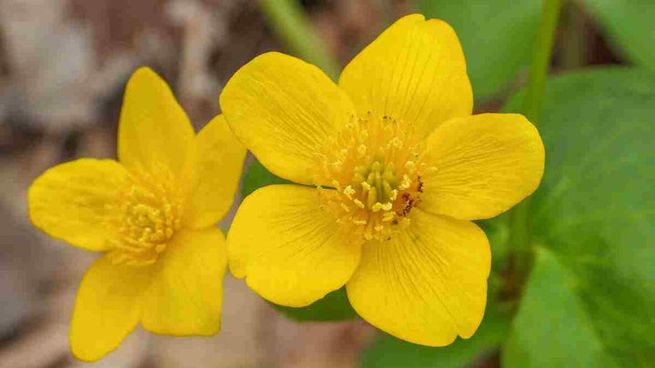 Marsh Marigold flower seeds