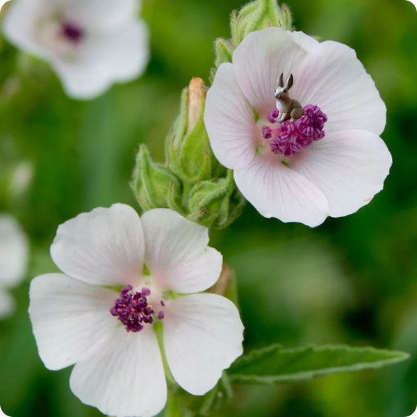 Marshmallow Herb Seeds for Planting – Heirloom Non-GMO Garden Seeds